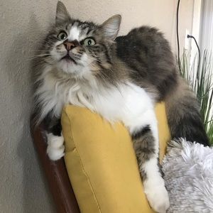 Meet your Posher, Awnya